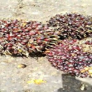 underripe_train (1612).jpg