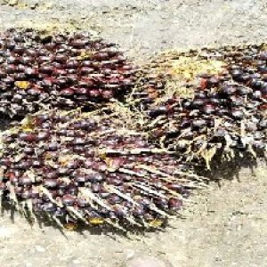 underripe_train (1613).jpg