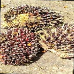 underripe_train (1615).jpg