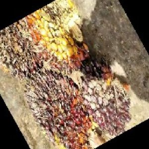 underripe_train (1625).jpg