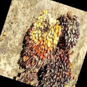 underripe_train (1627).jpg