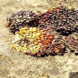 underripe_train (1628).jpg