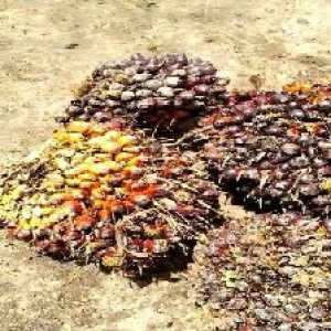 underripe_train (1629).jpg