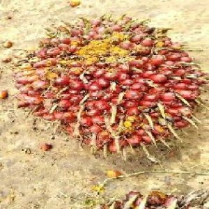 underripe_train (163).jpg