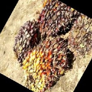 underripe_train (1630).jpg