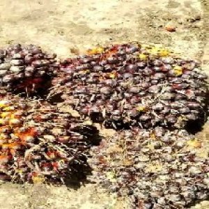 underripe_train (1631).jpg