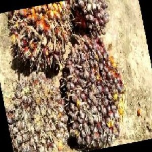 underripe_train (1632).jpg