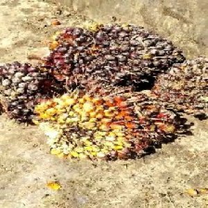 underripe_train (1633).jpg