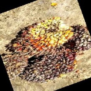 underripe_train (1634).jpg