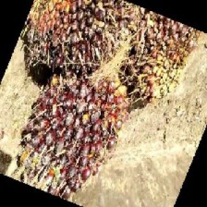 underripe_train (1635).jpg