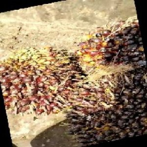 underripe_train (1637).jpg