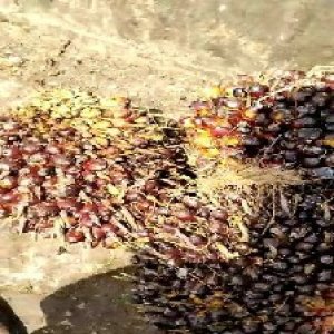 underripe_train (1638).jpg