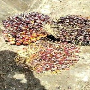 underripe_train (1639).jpg