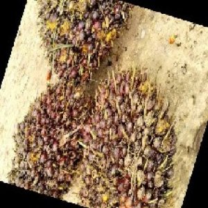 underripe_train (1642).jpg