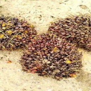 underripe_train (1643).jpg