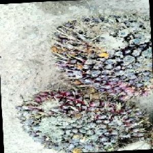 underripe_train (1645).jpg