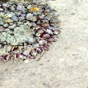 underripe_train (1647).jpg