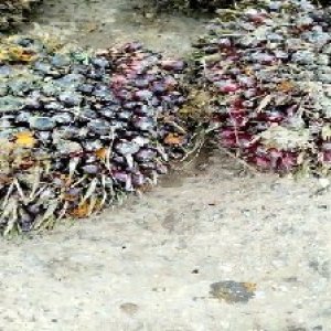 underripe_train (1649).jpg