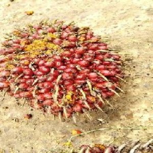 underripe_train (165).jpg