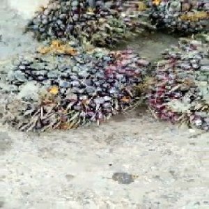 underripe_train (1651).jpg