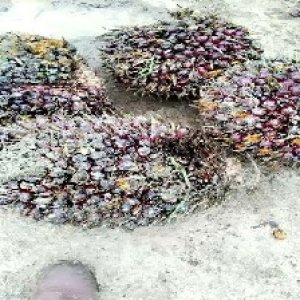 underripe_train (1653).jpg