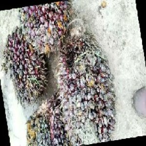 underripe_train (1654).jpg