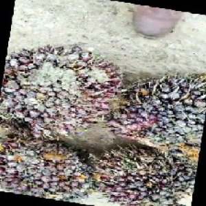 underripe_train (1655).jpg