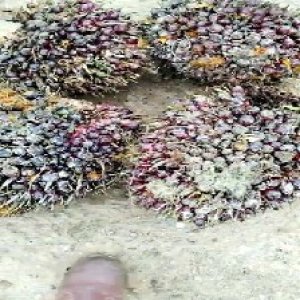 underripe_train (1656).jpg