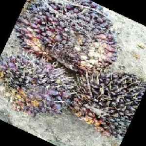 underripe_train (1661).jpg