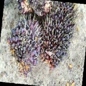 underripe_train (1664).jpg