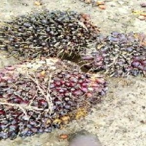 underripe_train (1665).jpg