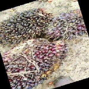 underripe_train (1666).jpg