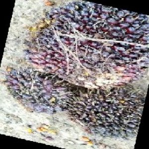 underripe_train (1667).jpg