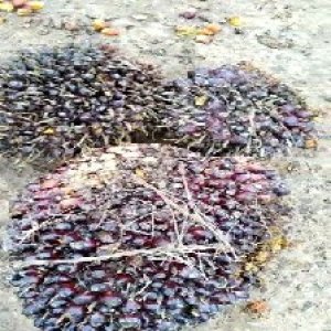 underripe_train (1668).jpg