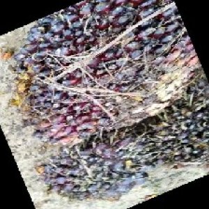 underripe_train (1672).jpg