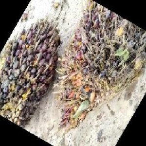 underripe_train (501).jpg