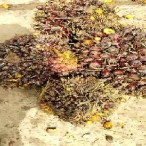 underripe_train (526).jpg