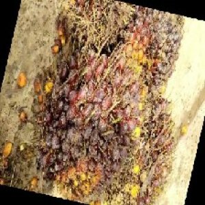 underripe_train (529).jpg