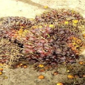 underripe_train (530).jpg