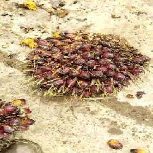 underripe_train (533).jpg