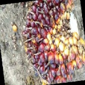 underripe_train (54).jpg