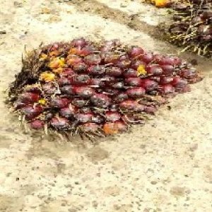 underripe_train (544).jpg