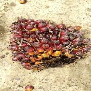 underripe_train (545).jpg