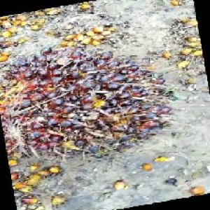 underripe_train (599).jpg