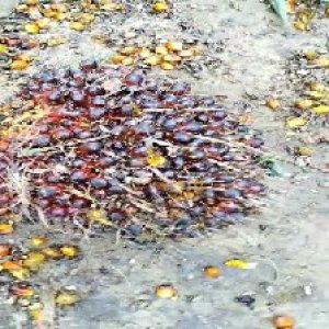 underripe_train (600).jpg