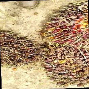 underripe_train (619).jpg