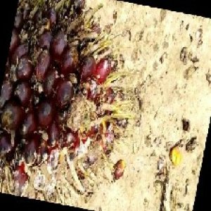 underripe_train (62).jpg