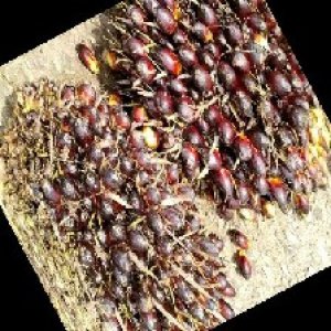 underripe_train (622).jpg