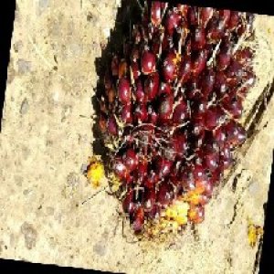 underripe_train (63).jpg