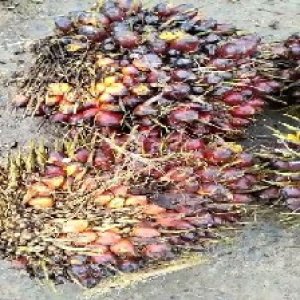 underripe_train (637).jpg